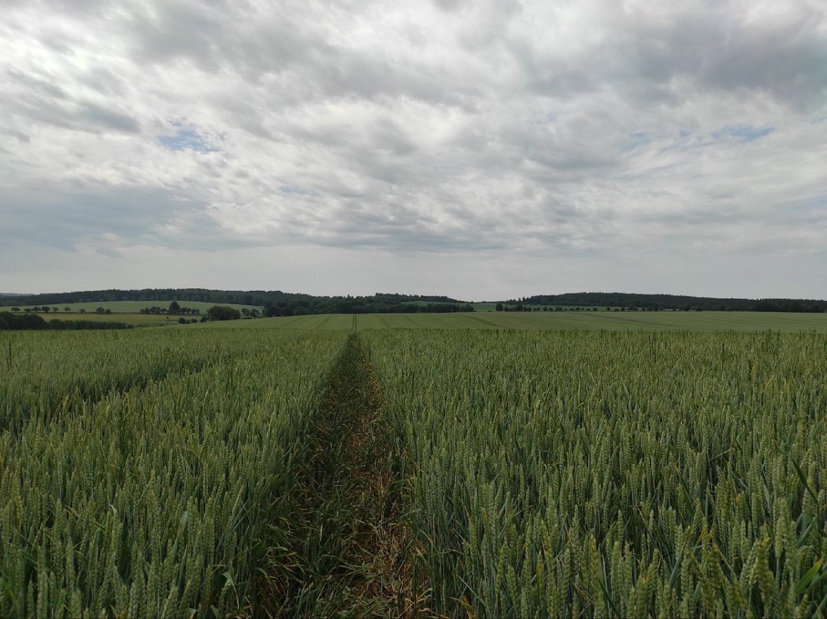 Doubravský vrch (534&nbsp;m)