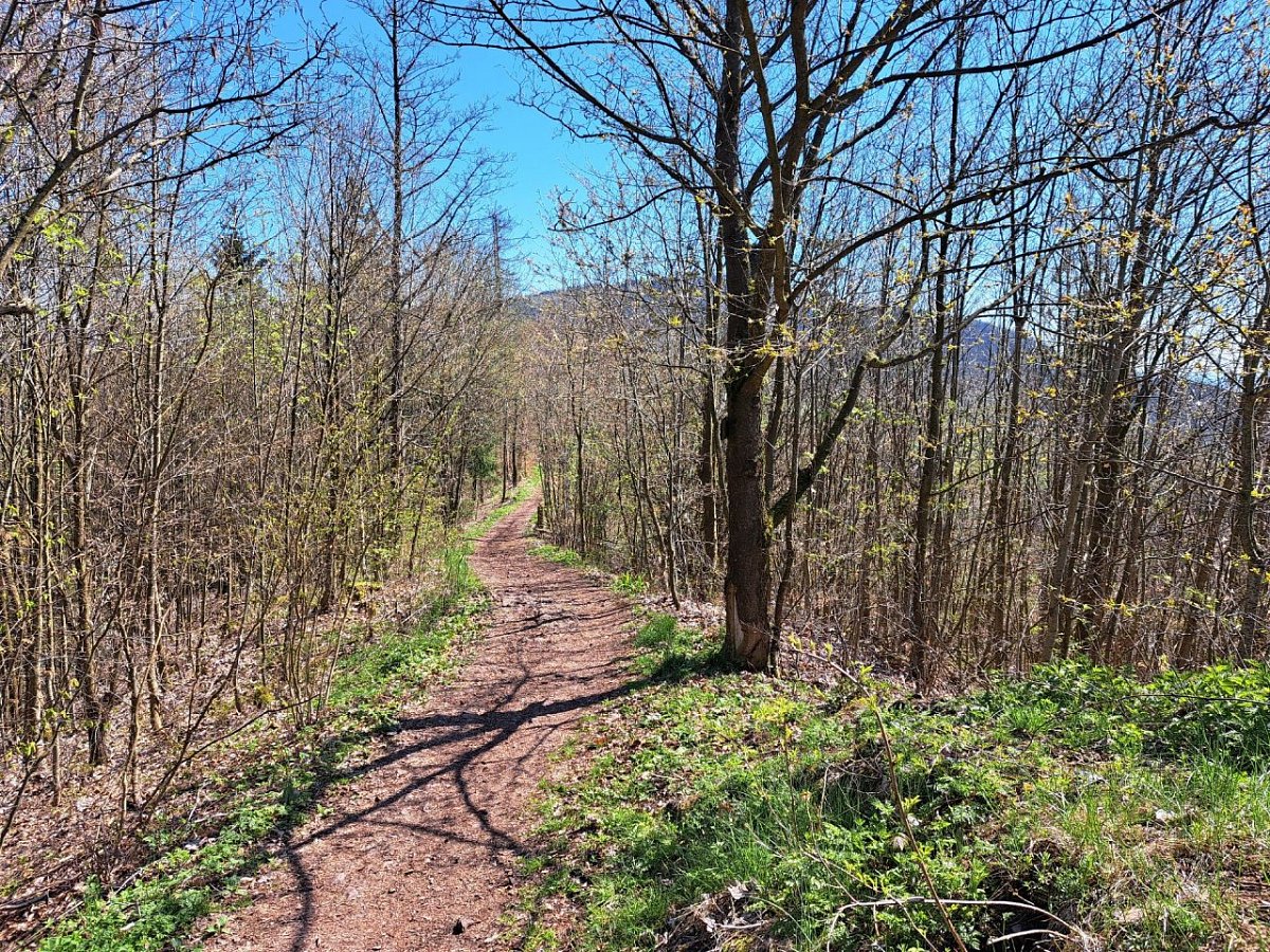 Prackovský vrch (584&nbsp;m)