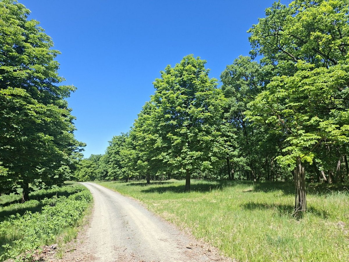 Smrtihlav (321&nbsp;m)