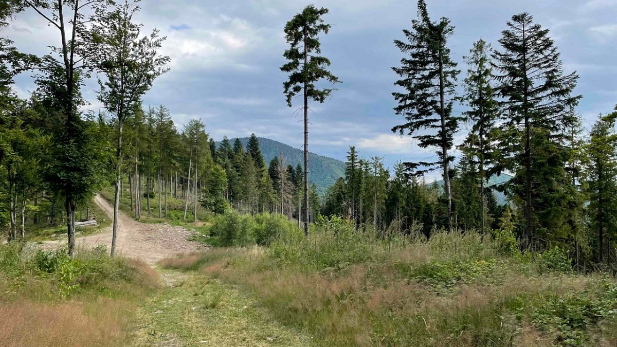Plešel (981&nbsp;m)